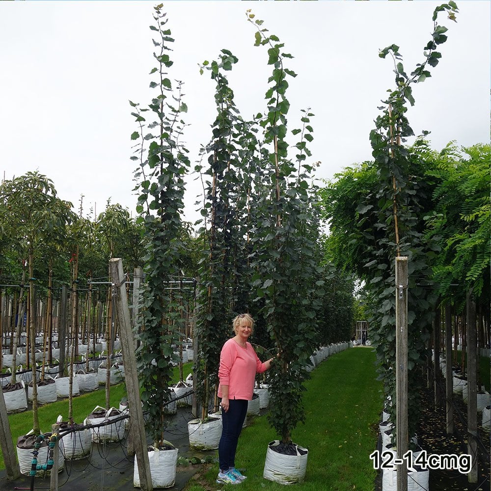 Populus tremula 'Erecta' Tree - Image 4