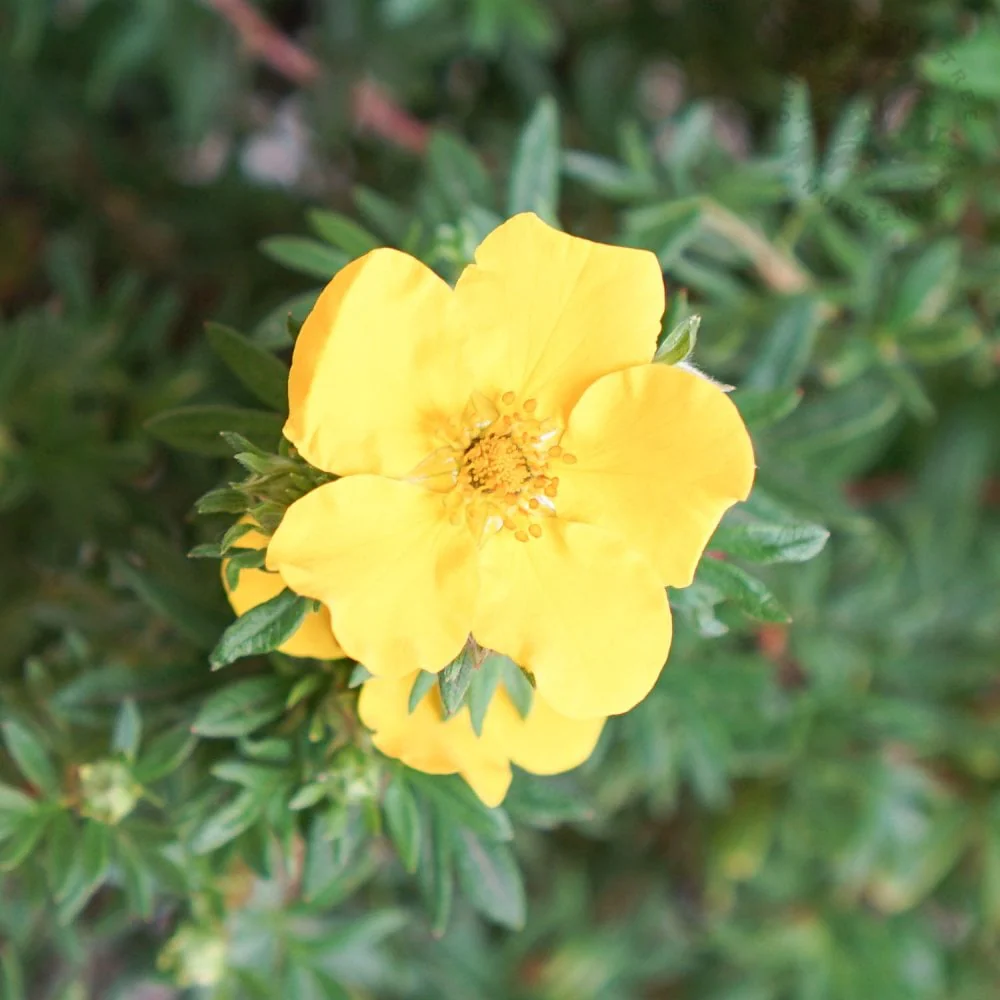 Potentilla fruticosa 'Goldfinger' - Image 2