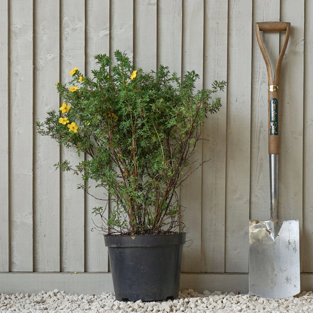 Potentilla fruticosa 'Goldfinger' - Image 3