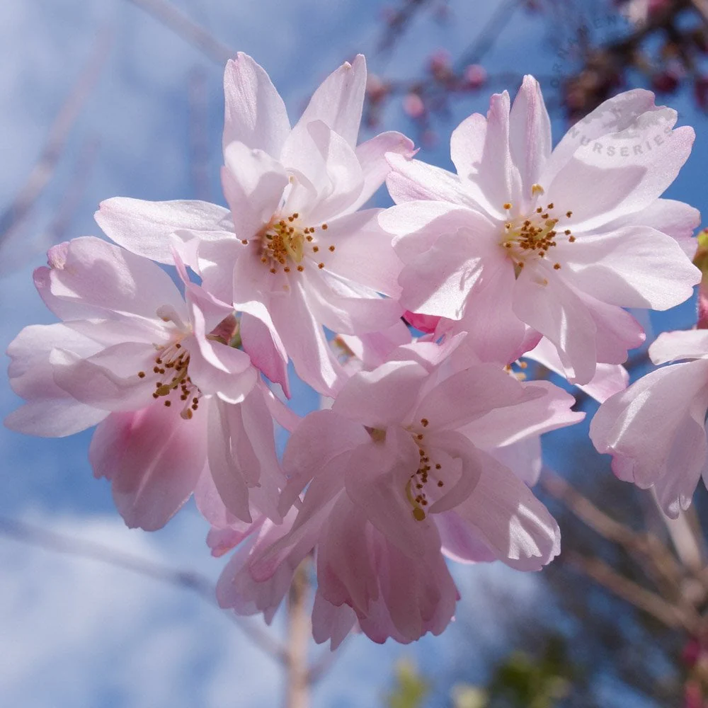 Prunus x subhirtella 'Autumnalis Rosea' Tree - Image 3