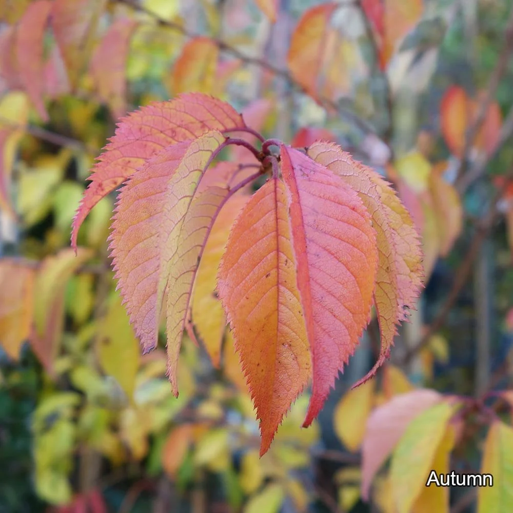 Prunus x subhirtella 'Autumnalis Rosea' Tree - Image 4