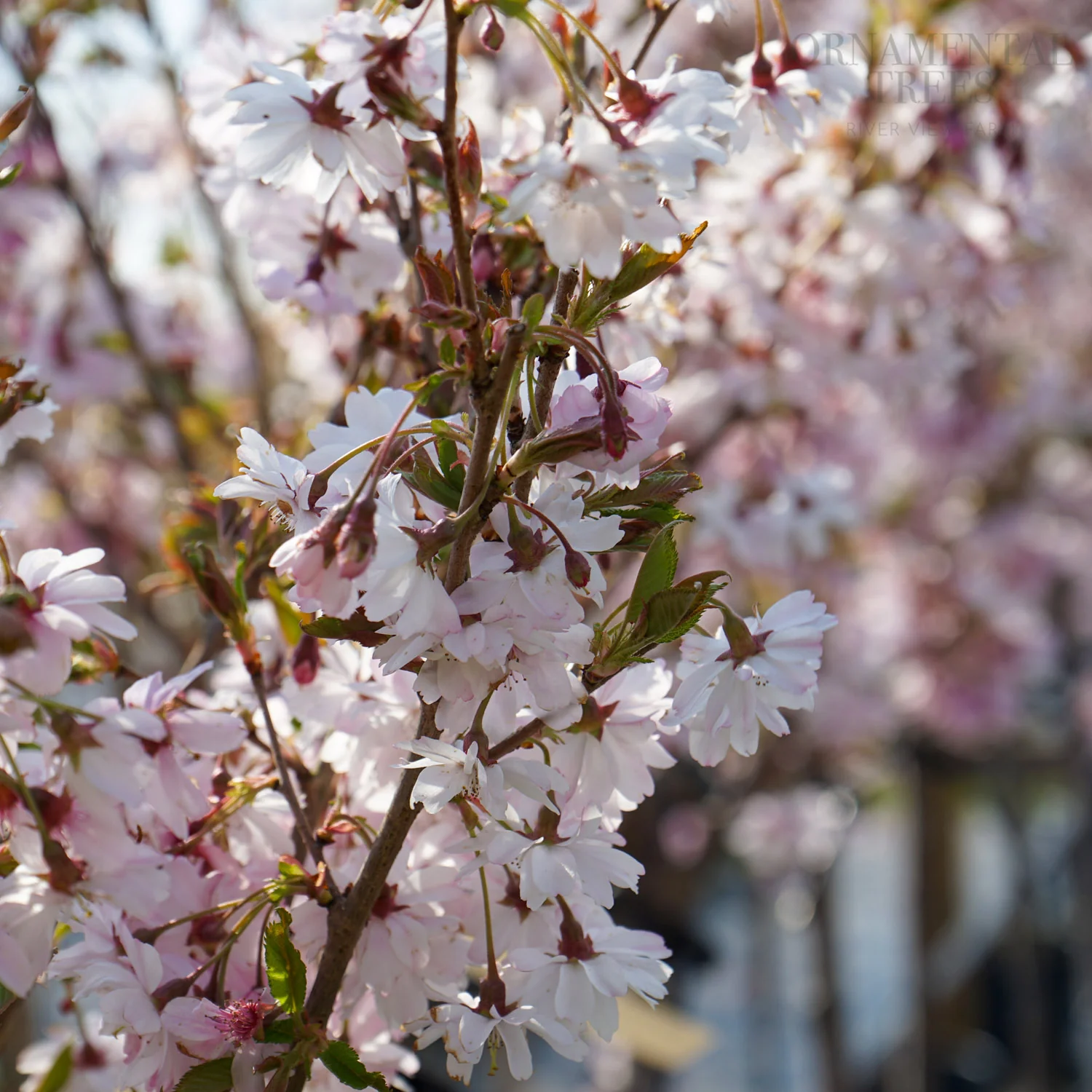 Prunus x subhirtella 'Autumnalis Rosea' Tree - Image 5