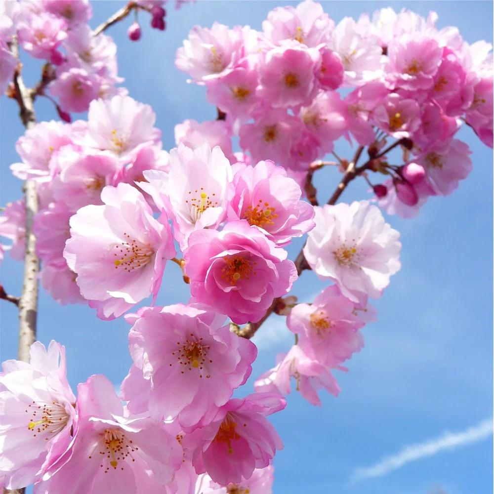 Prunus 'Accolade' Tree