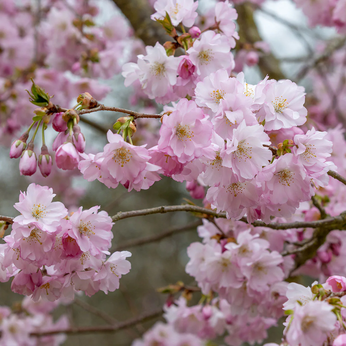 Prunus 'Accolade' Tree - Image 2