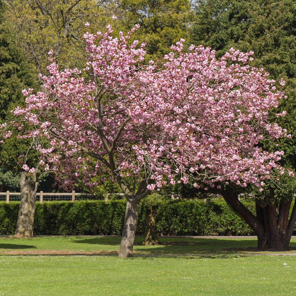 Prunus 'Accolade' Tree - Image 3