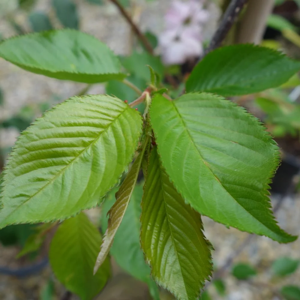 Prunus 'Accolade' Tree - Image 4