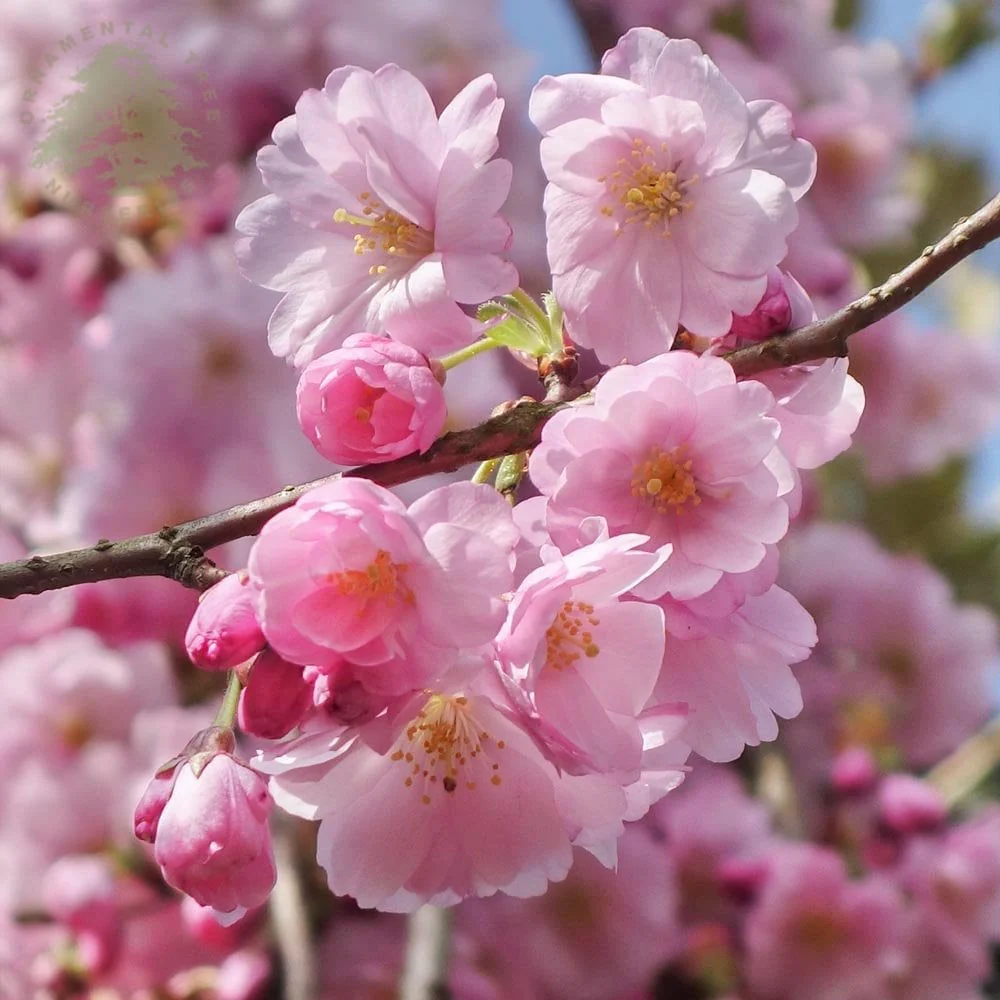 Prunus 'Accolade' Tree - Image 5