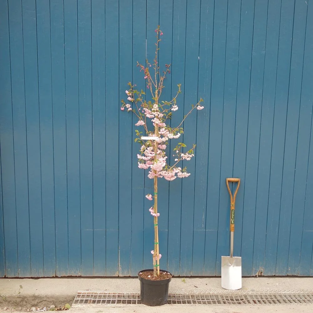 Prunus 'Accolade' Tree - Image 6