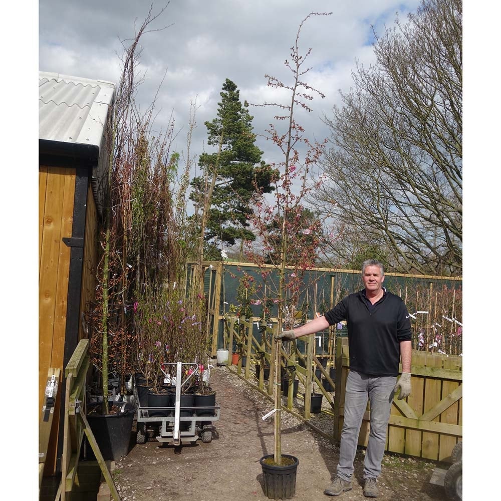 Prunus 'Accolade' Tree - Image 7