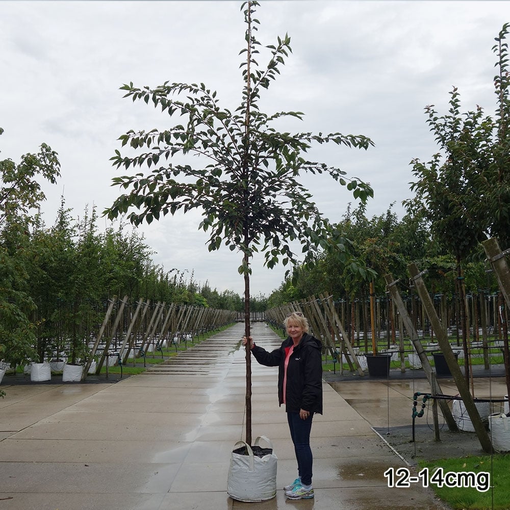 Prunus 'Accolade' Tree - Image 8