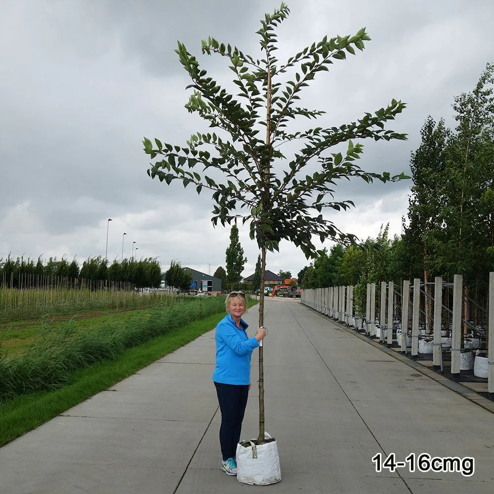 Prunus 'Accolade' Tree - Image 9