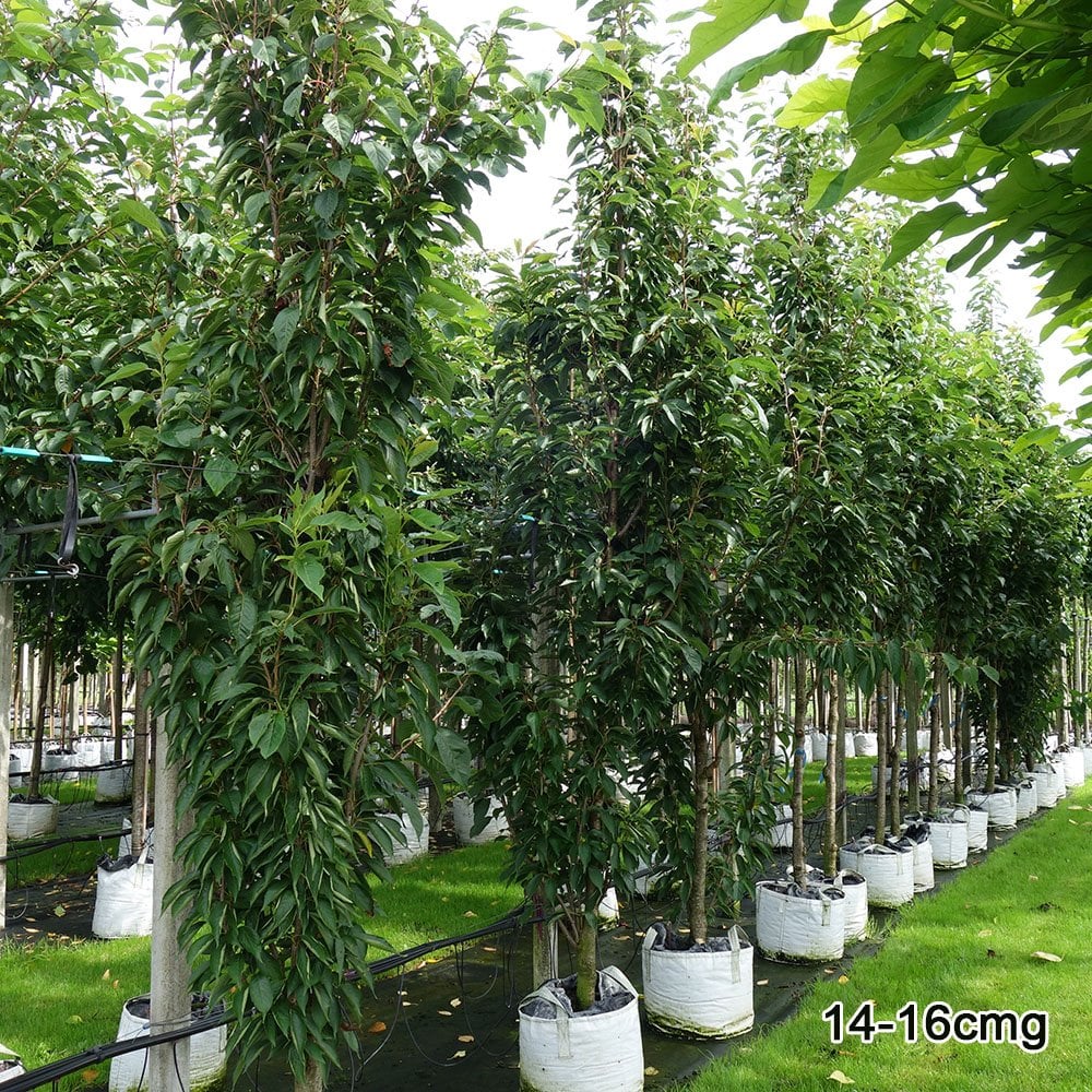 Prunus 'Amanogawa' Tree - Image 10