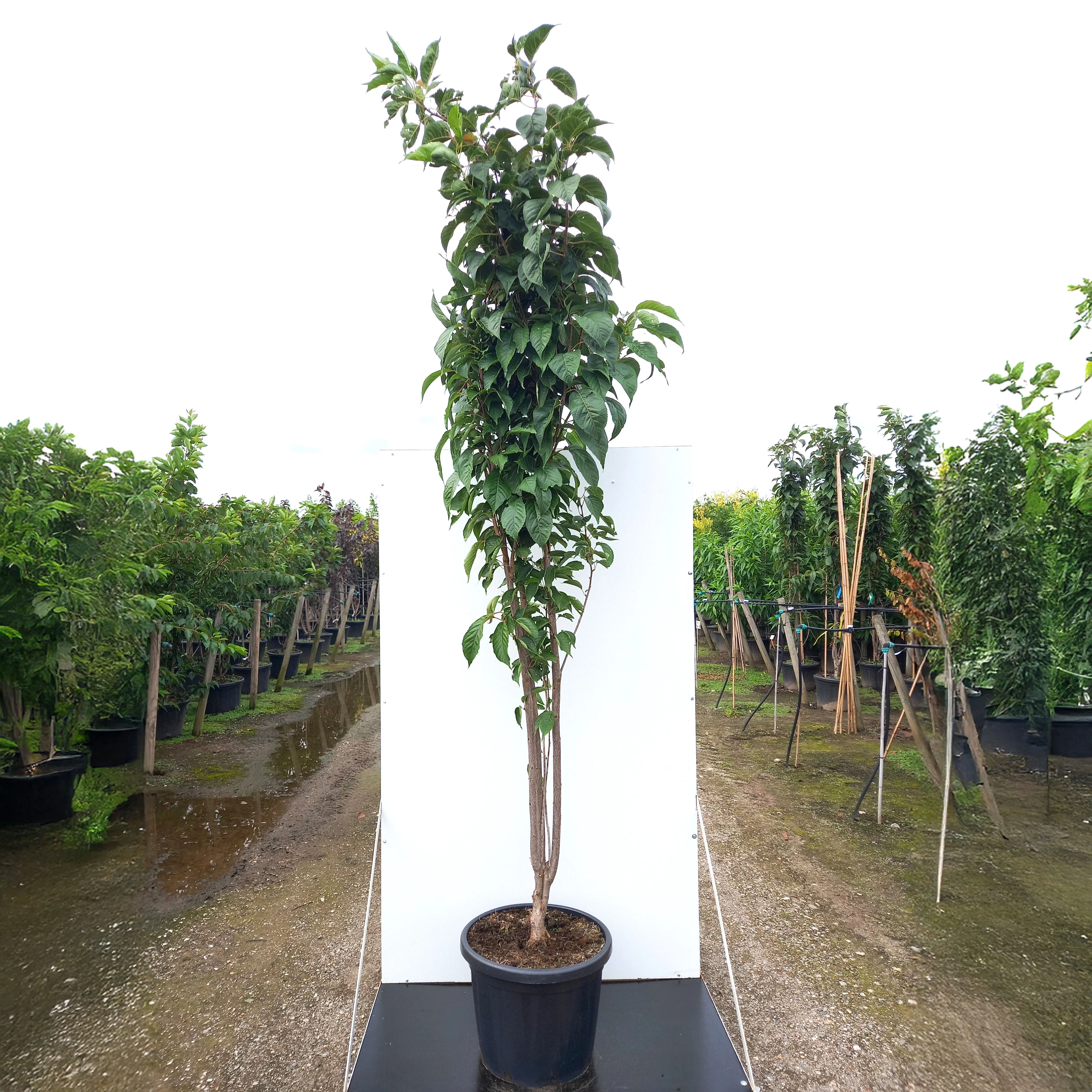 Prunus 'Amanogawa' Tree - Image 11