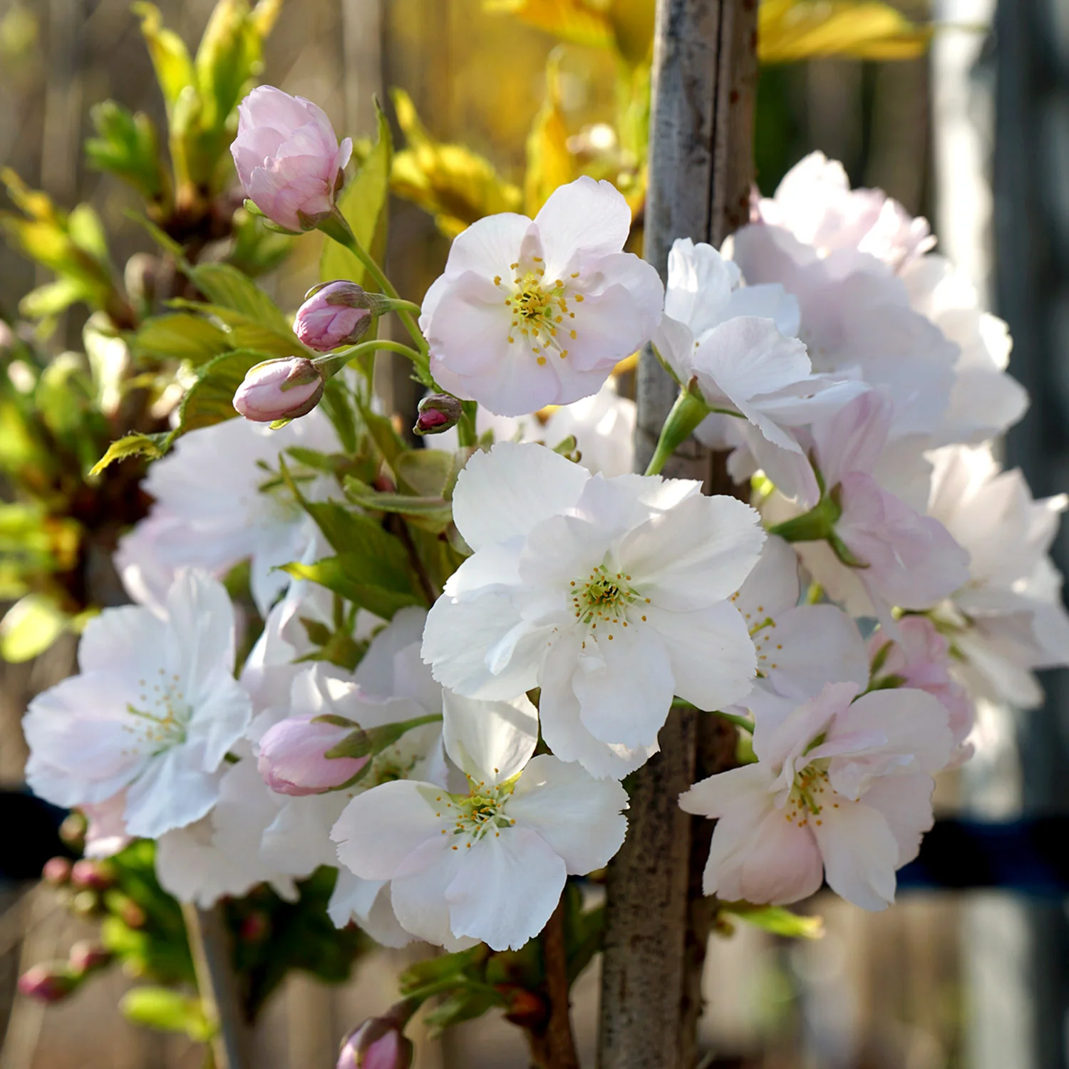 Prunus 'Amanogawa' Tree - Image 13
