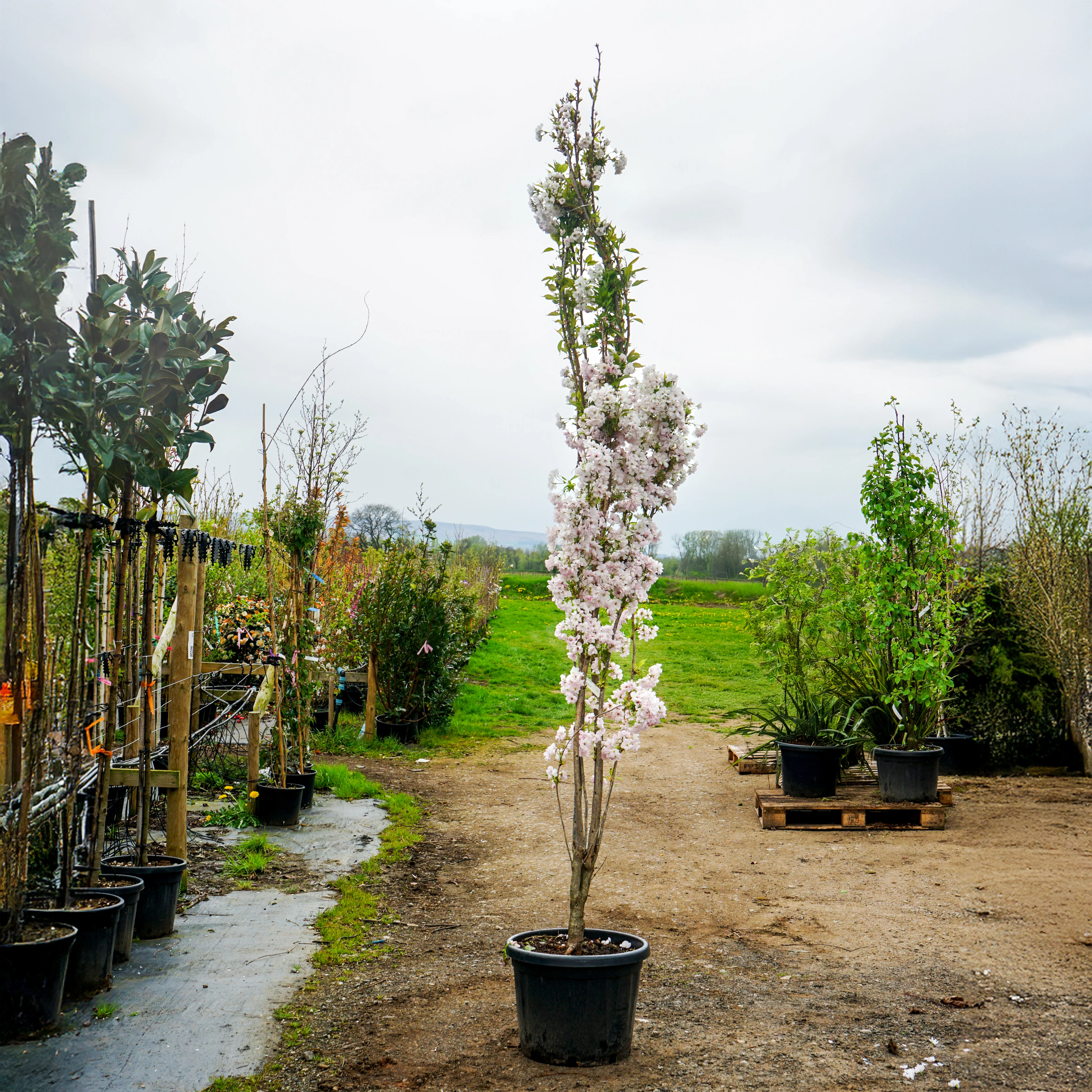 Prunus 'Amanogawa' Tree - Image 14