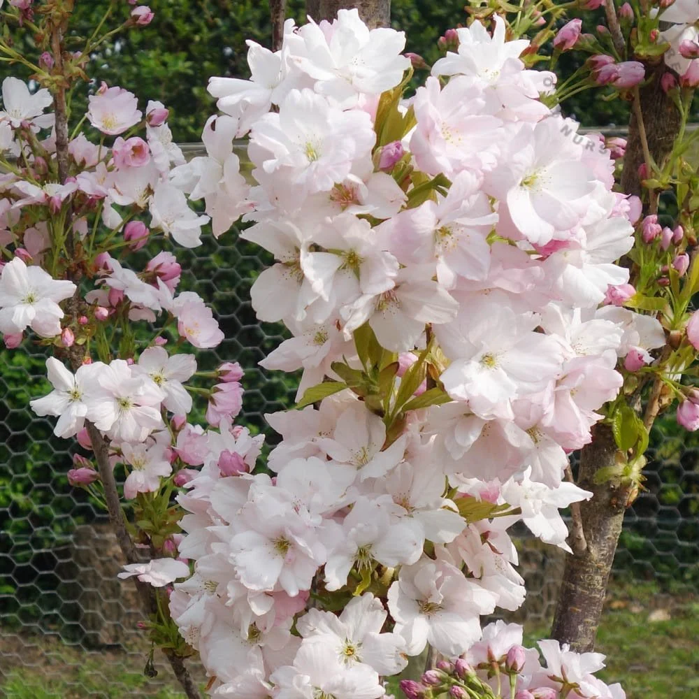 Prunus 'Amanogawa' Tree - Image 3