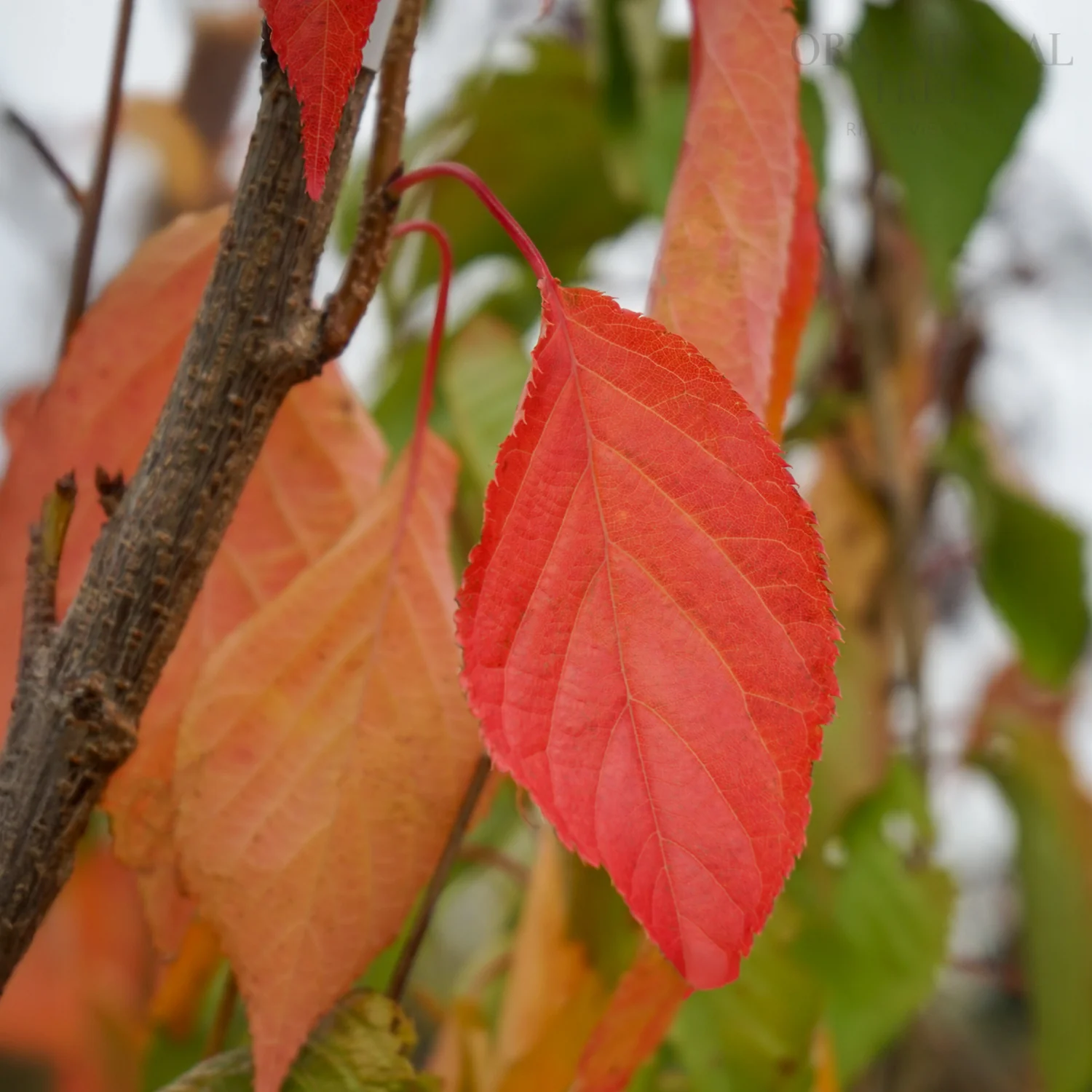 Prunus 'Amanogawa' Tree - Image 4