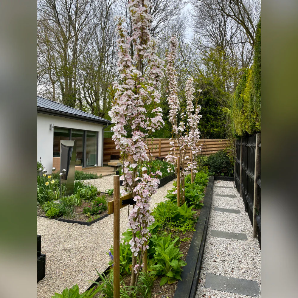Prunus 'Amanogawa' Tree - Image 5