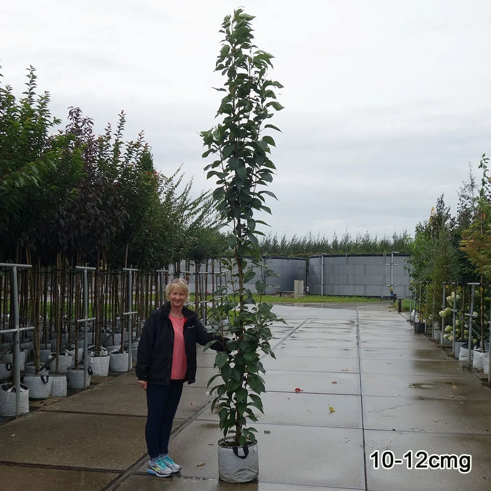 Prunus 'Amanogawa' Tree - Image 6