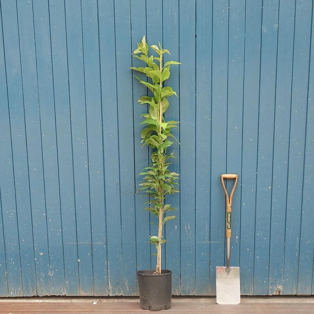 Prunus 'Amanogawa' Tree - Image 7