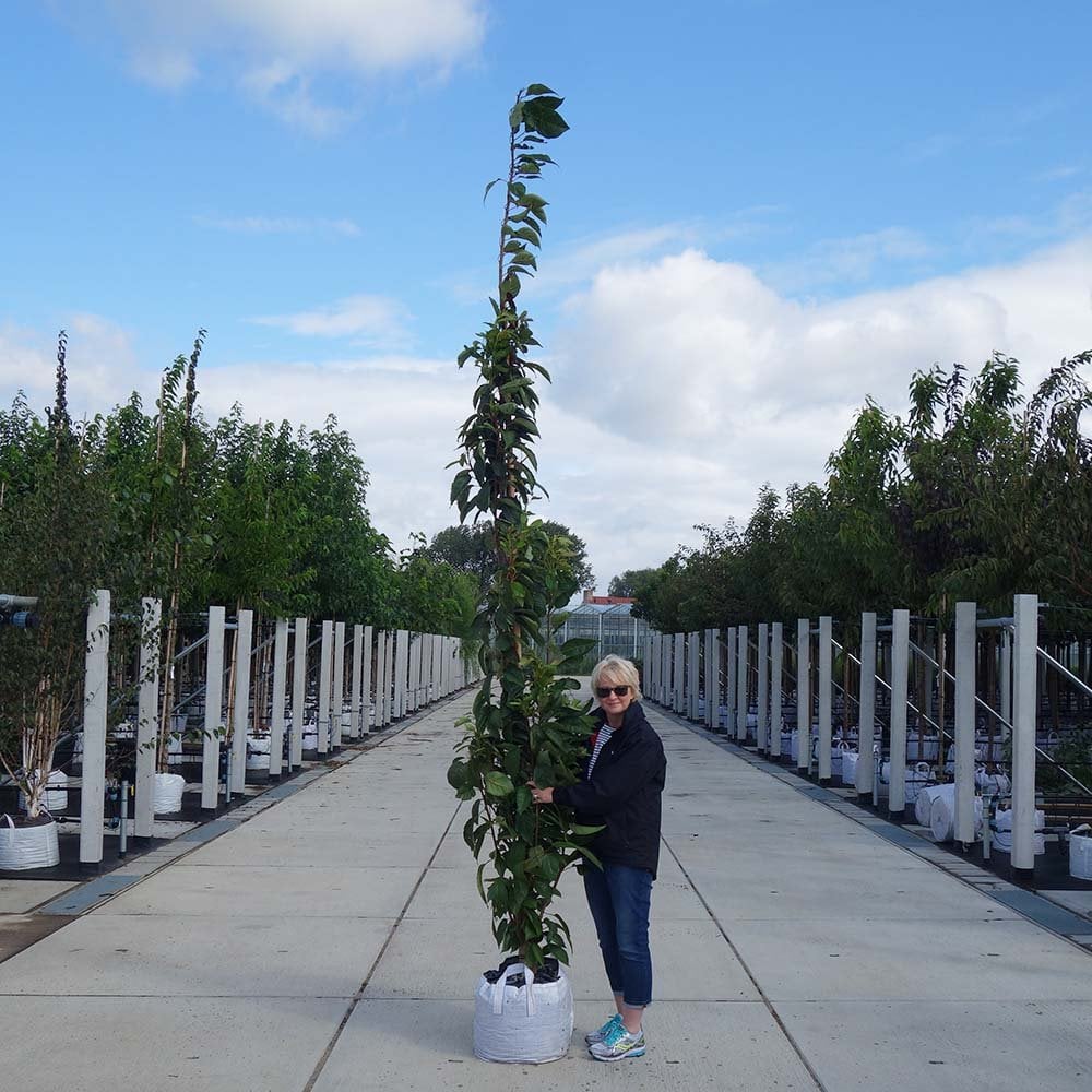 Prunus 'Amanogawa' Tree - Image 8