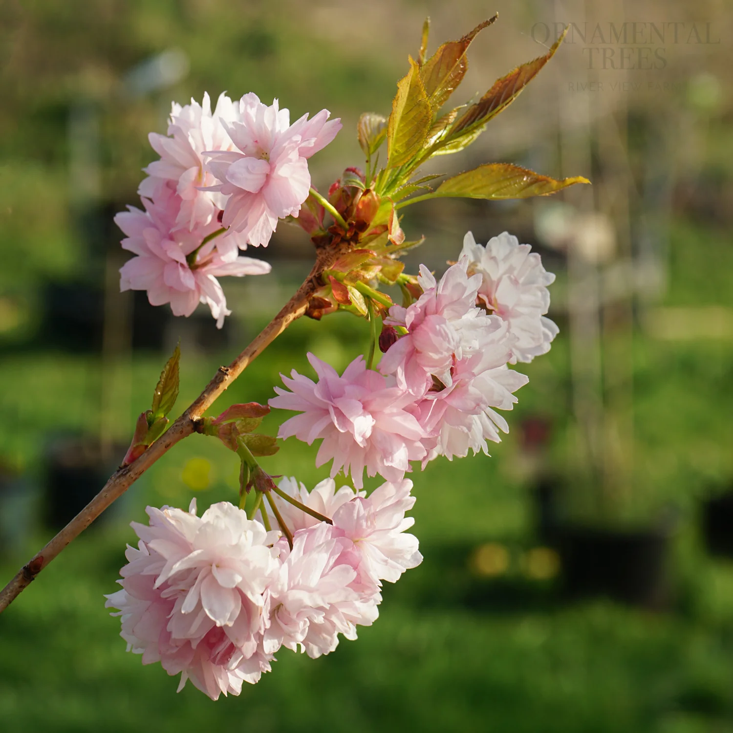 Prunus 'Asano' Tree