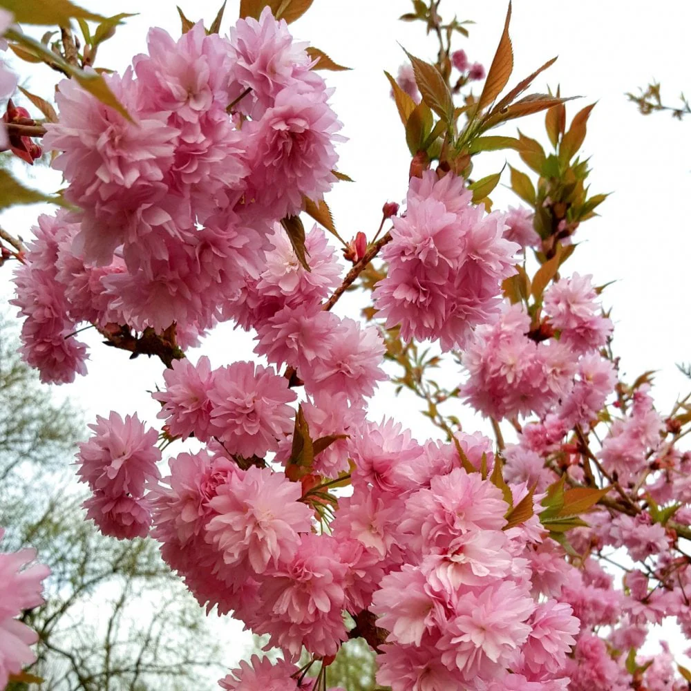 Prunus 'Asano' Tree - Image 2