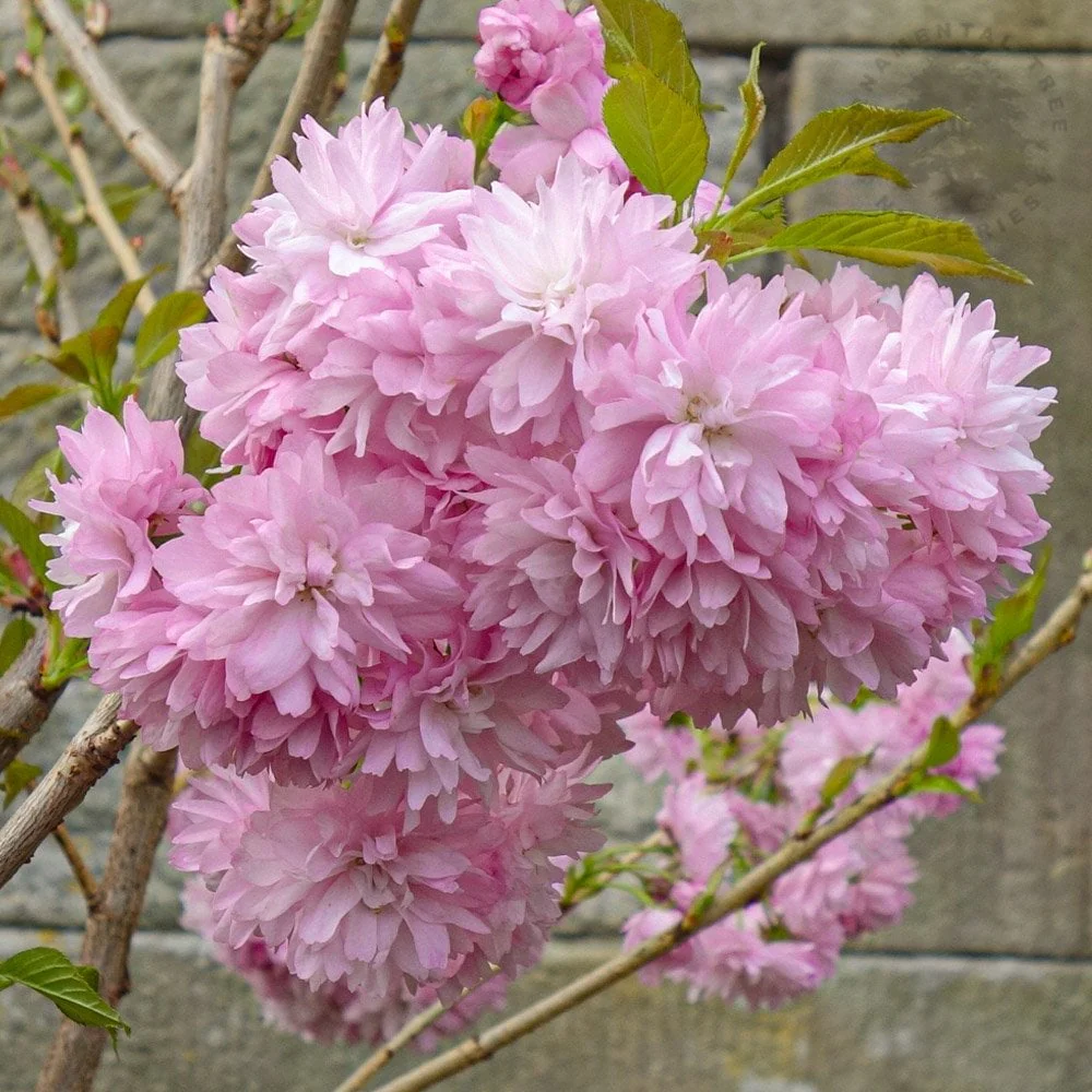 Prunus 'Asano' Tree - Image 3