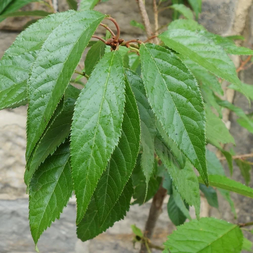 Prunus 'Asano' Tree - Image 4