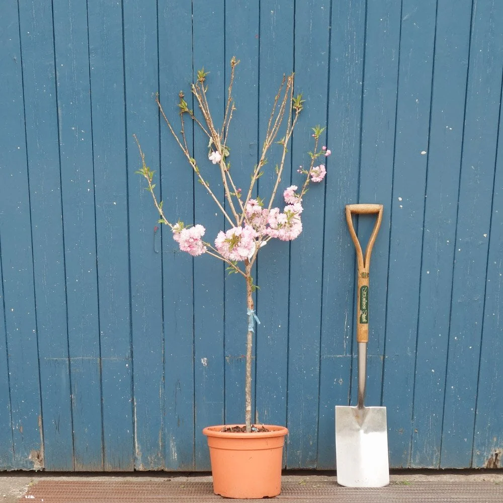 Prunus 'Asano' Tree - Image 5