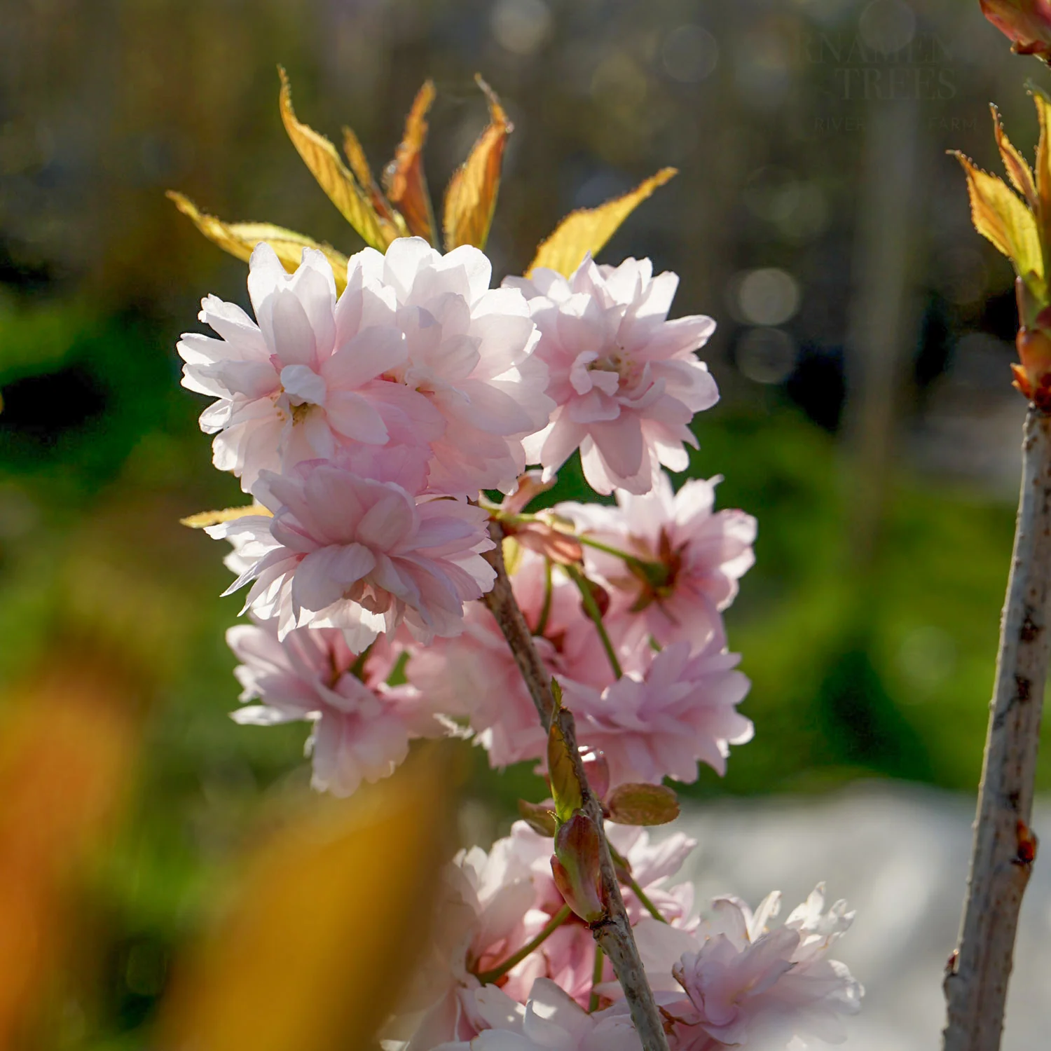 Prunus 'Asano' Tree - Image 6