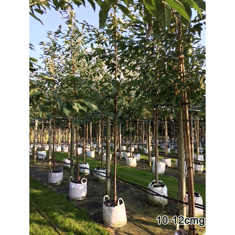 Prunus avium 'Plena' Tree - Image 5