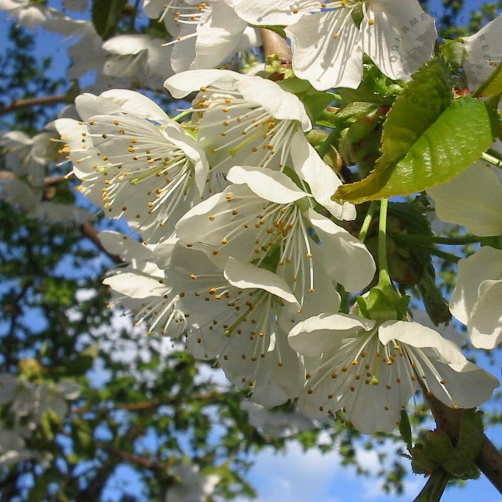 Prunus avium Tree