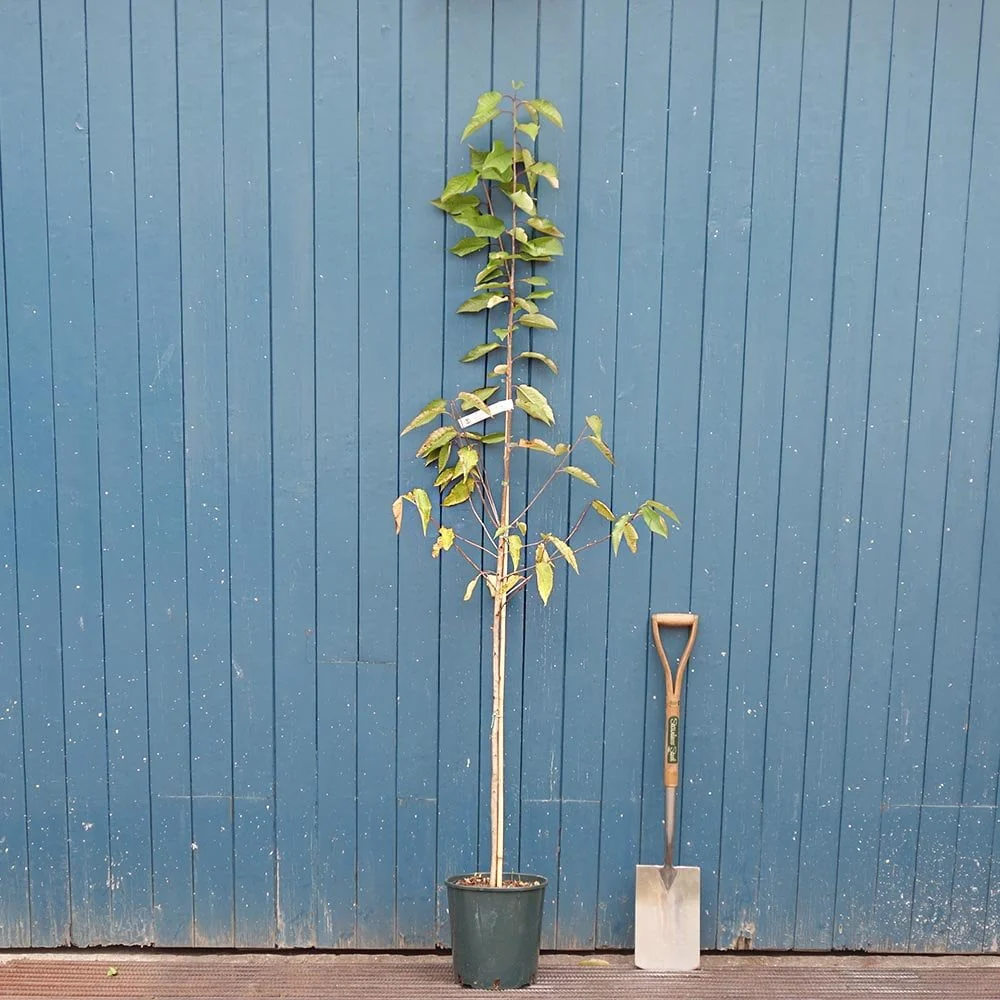 Prunus avium Tree - Image 2