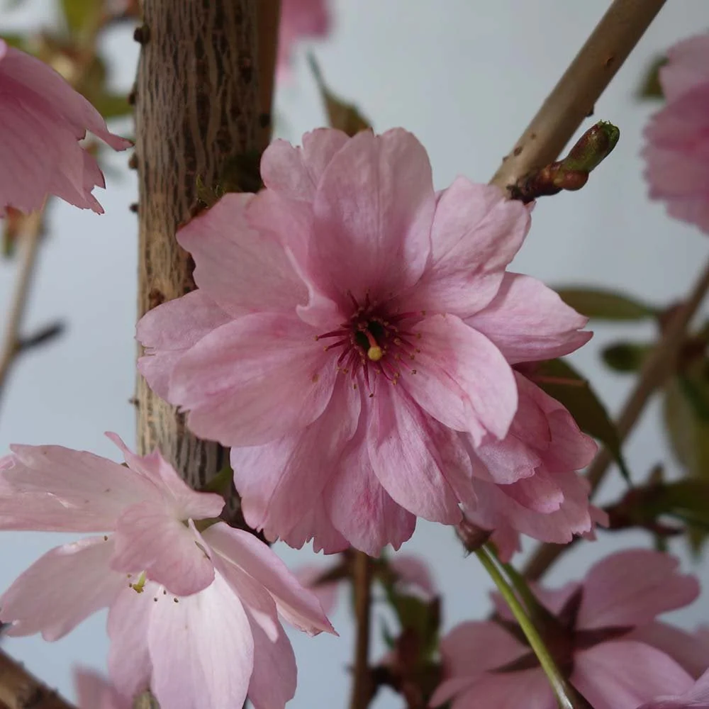 Prunus 'Beni-yutaka' Tree - Image 3