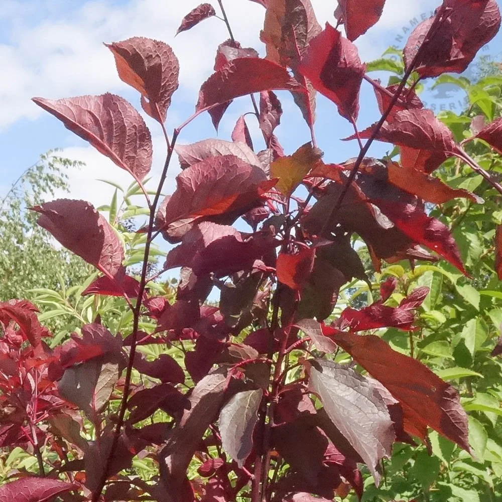 Prunus × blireana Tree - Image 3