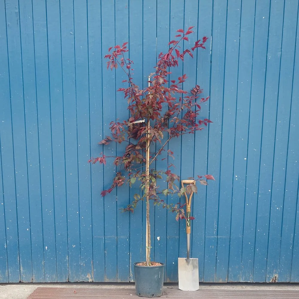 Prunus × blireana Tree - Image 4
