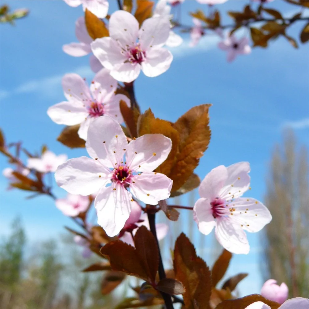 Prunus cerasifera 'Nigra' Tree - Image 2