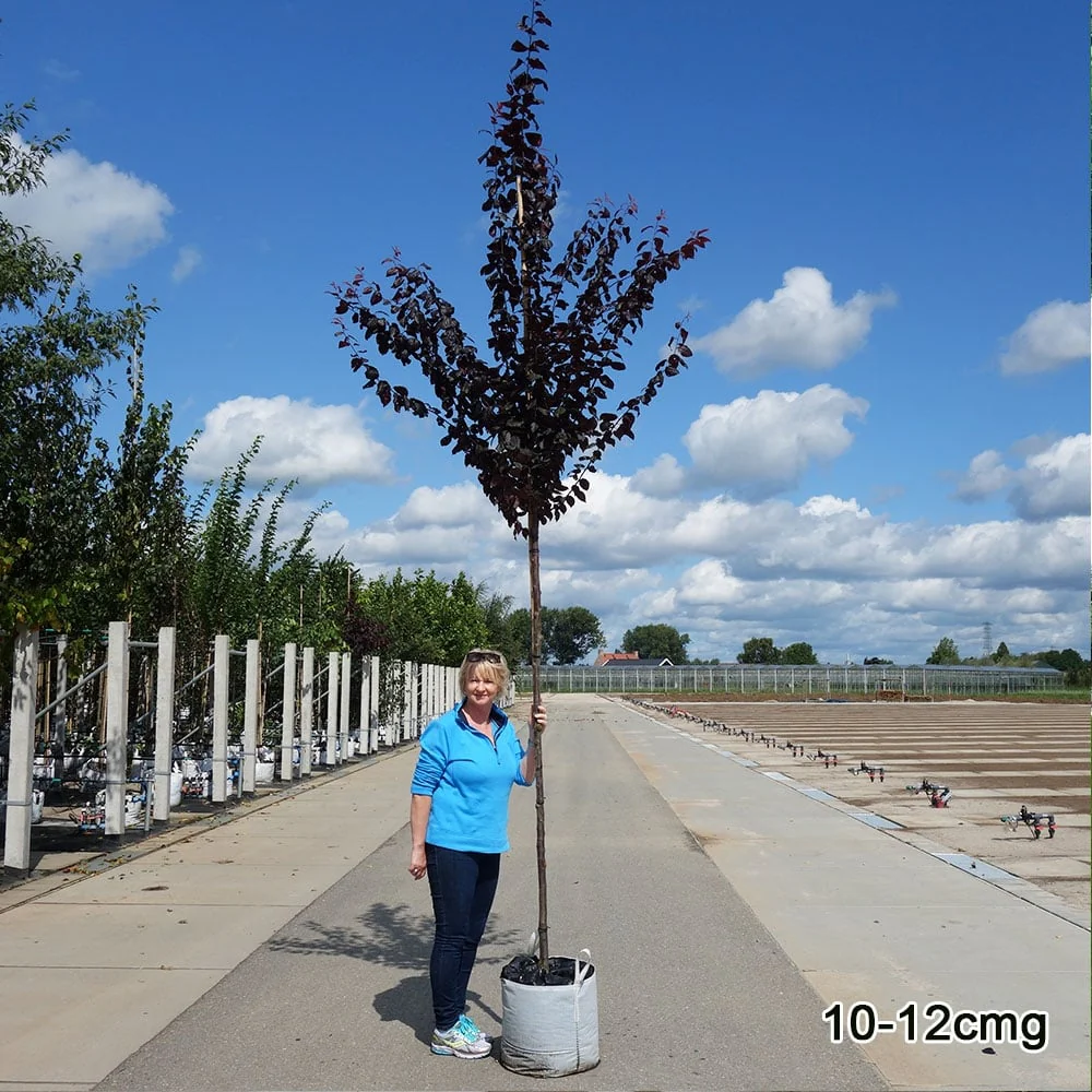 Prunus cerasifera 'Nigra' Tree - Image 3