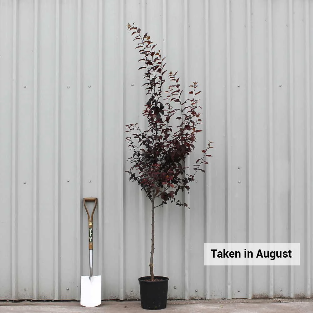 Prunus cerasifera 'Nigra' Tree - Image 4