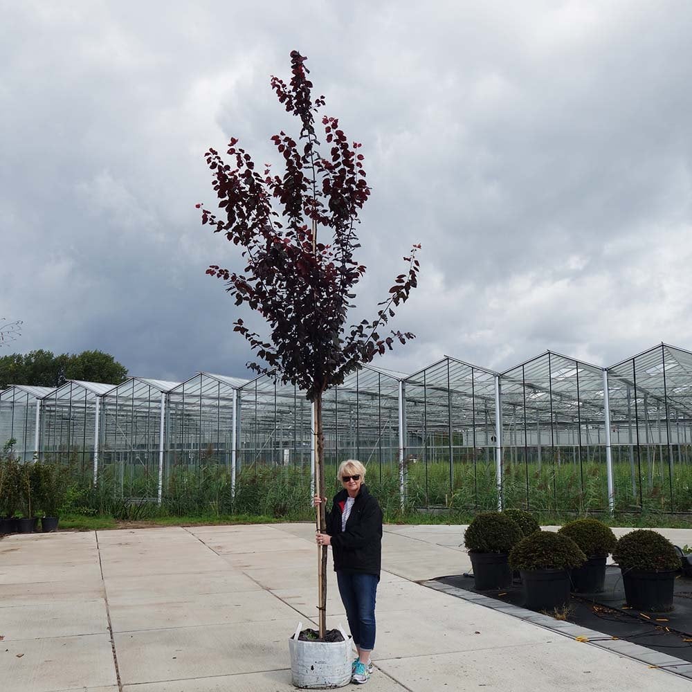 Prunus cerasifera 'Nigra' Tree - Image 5