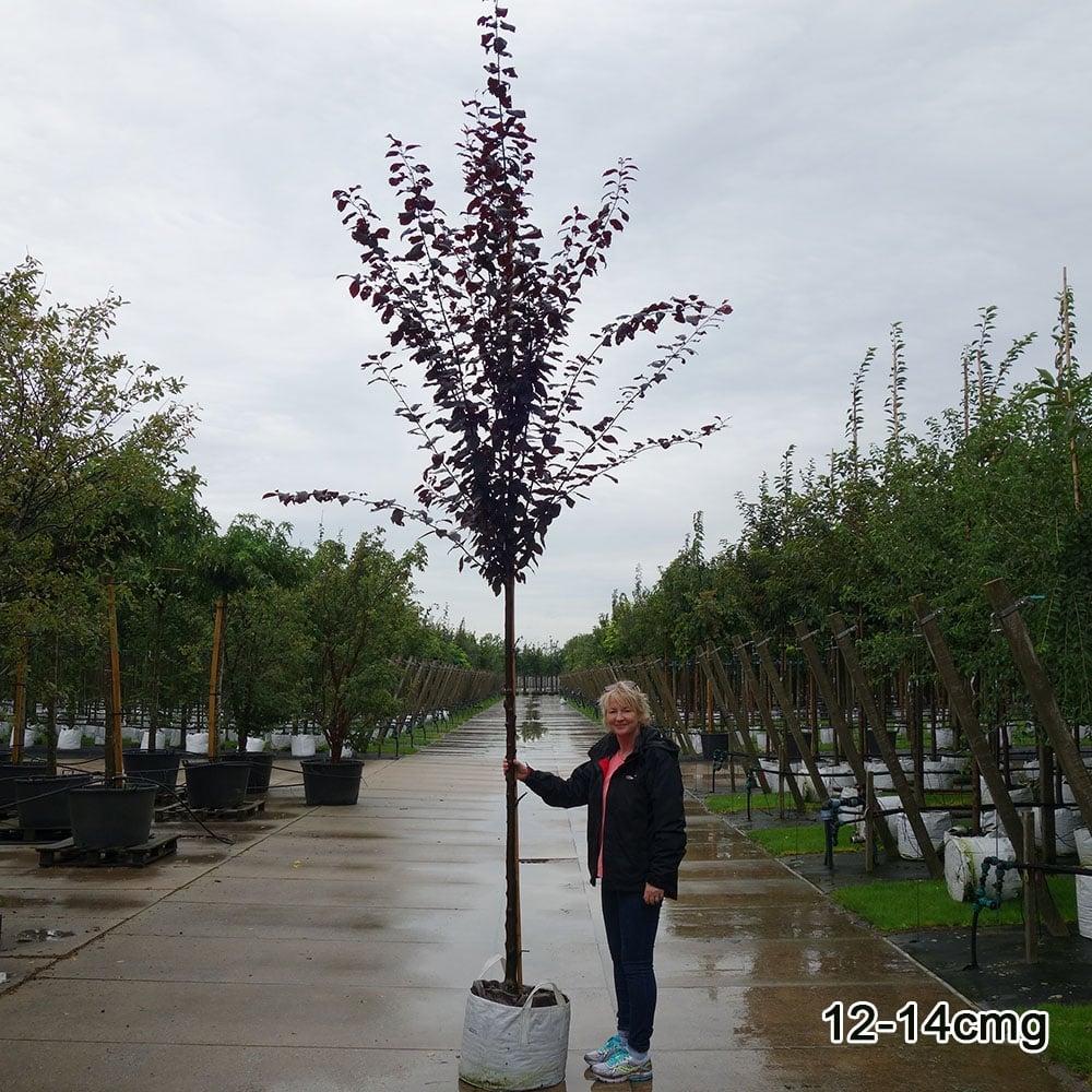 Prunus cerasifera 'Nigra' Tree - Image 7
