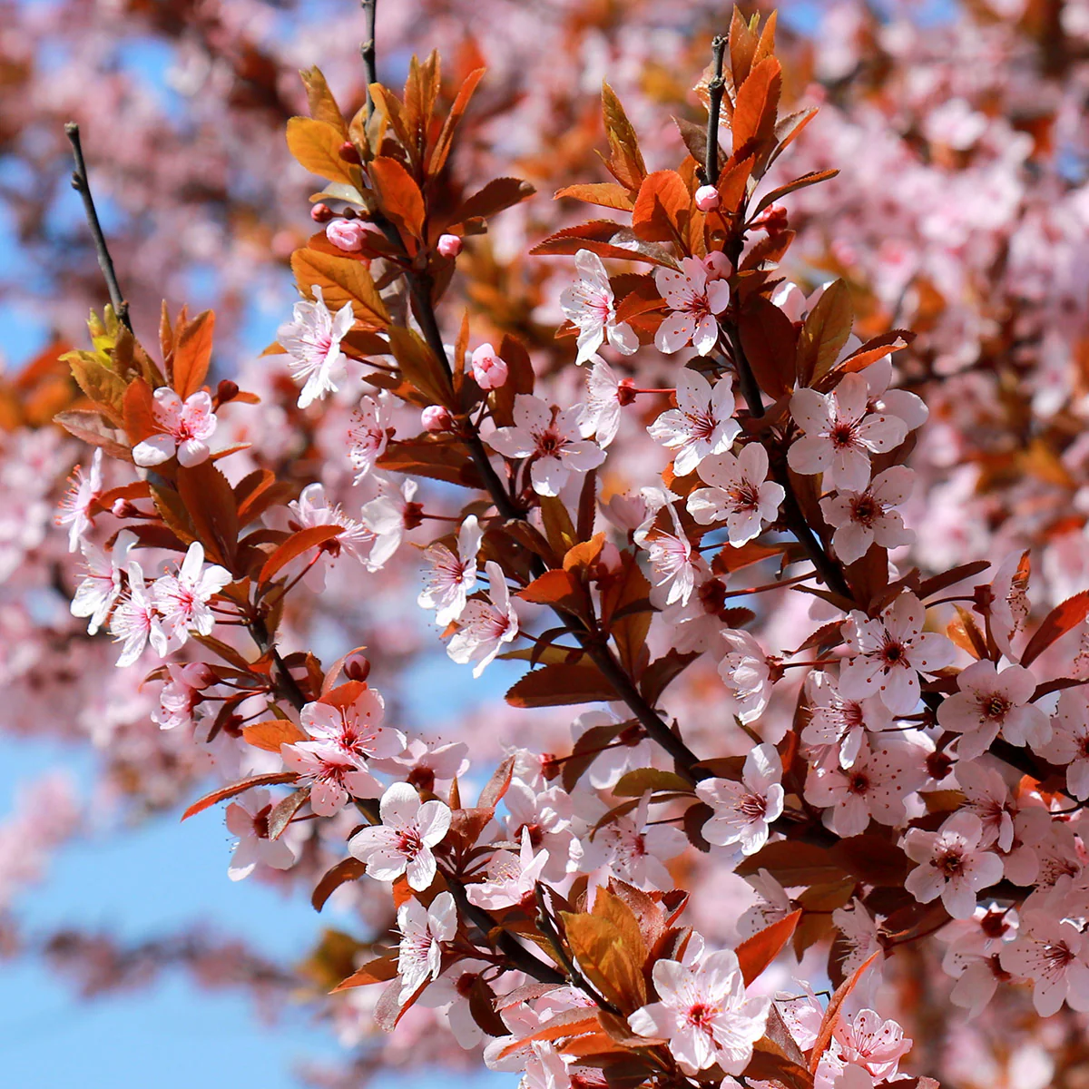 Prunus cerasifera 'Pissardii' Tree
