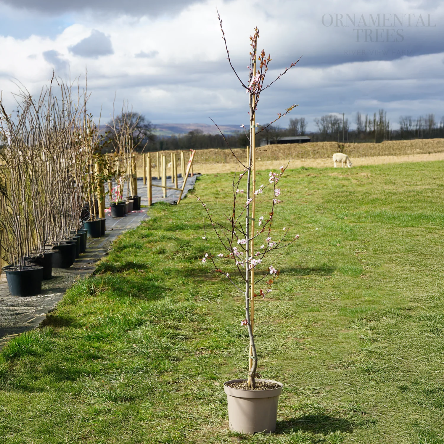 Prunus cerasifera 'Pissardii' Tree - Image 3