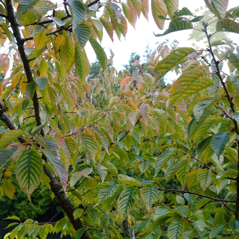 Prunus Chocolate Ice Tree - Image 3