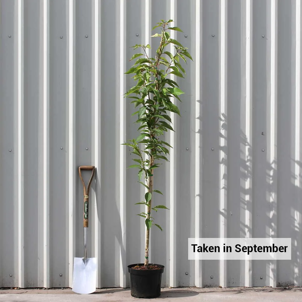 Prunus Chocolate Ice Tree - Image 4