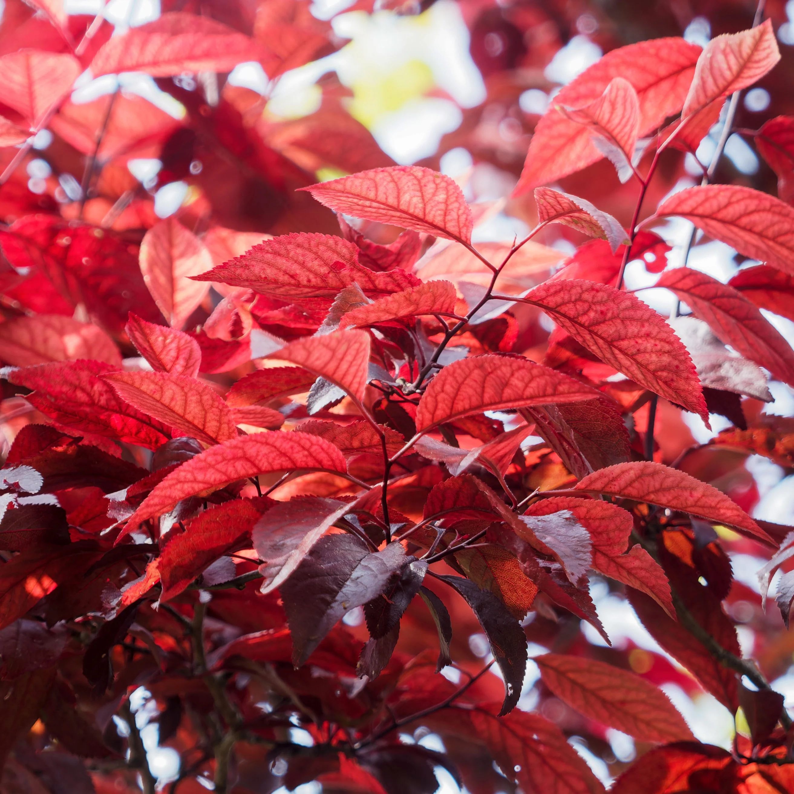 Prunus cistena - Image 2