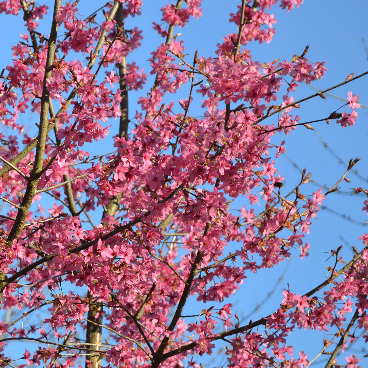 Prunus 'Collingwood Ingram' Tree - Image 2