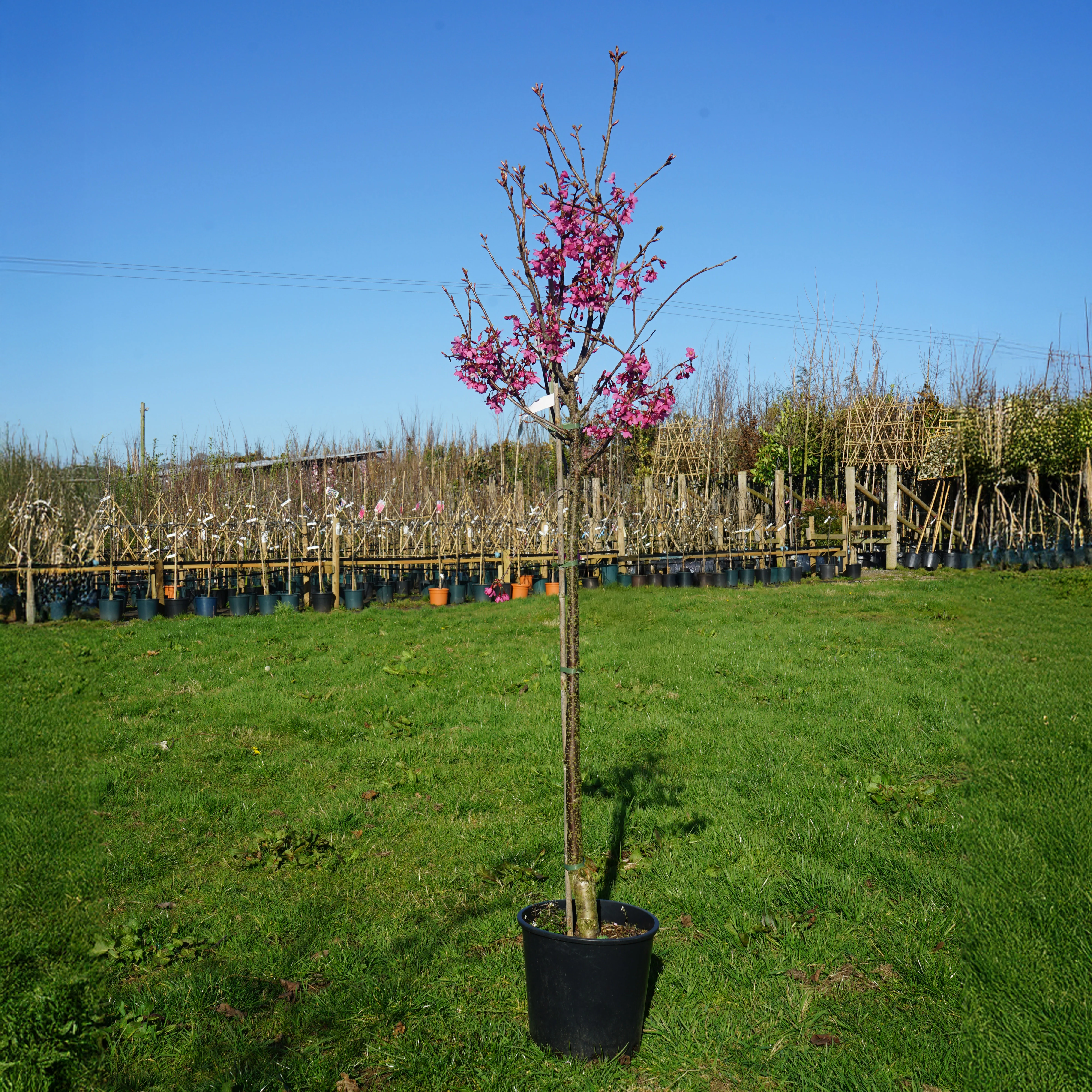 Prunus 'Collingwood Ingram' Tree - Image 3