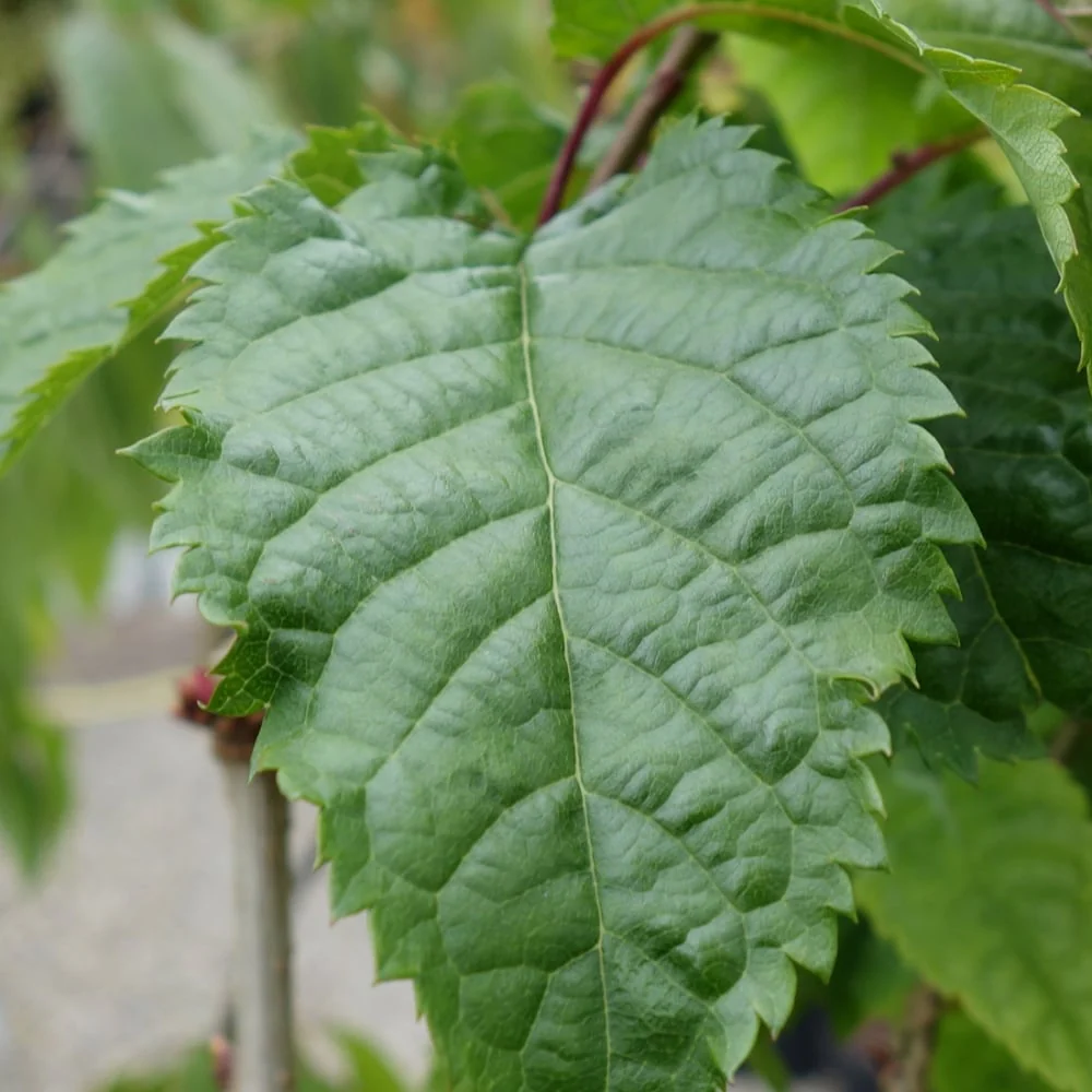 Prunus 'Collingwood Ingram' Tree - Image 4
